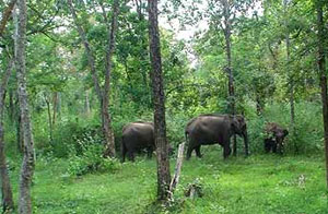 Wayanad