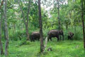 Wayanad